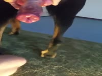 Erected dog cock got masturbated
